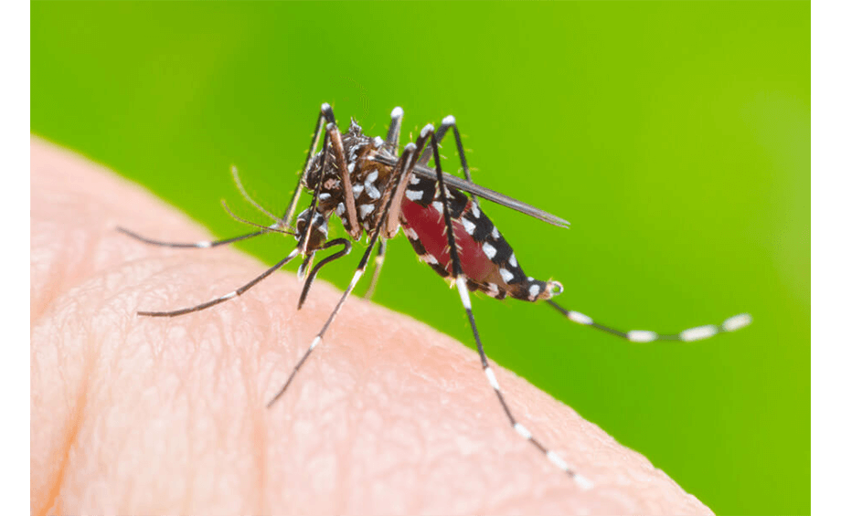  Dengue Fever Mosquito 
